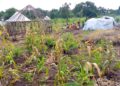 Refugees pitch camp in gardens in Beyogoya Village, Anaka Parish in Palabek Gem Sub-county, Lamwo District.