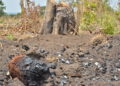 Charred remains of shea nut trees at a charcoal burning site in Palaro, Gulu District in Northern Uganda.