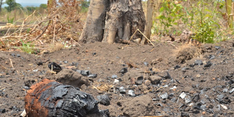 Charred remains of shea nut trees at a charcoal burning site in Palaro, Gulu District in Northern Uganda.