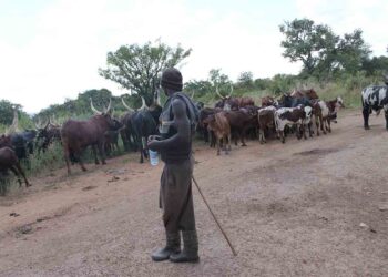 Paradox of Balaalo favour to Acholi, hidden agenda and poking old wounds
