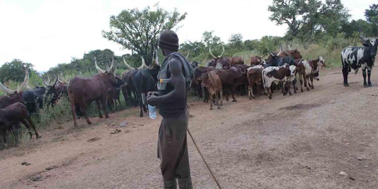 Paradox of Balaalo favour to Acholi, hidden agenda and poking old wounds